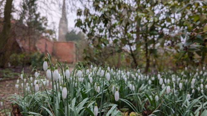 Snowdrops in the walled garden at Grantham House with St Wulfram's Church in the background.
